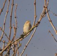 /album/my-local-birding-gallery/chiff-chaff-surrounded-with-blackfly-ossett-dec26th-2012-jpg/